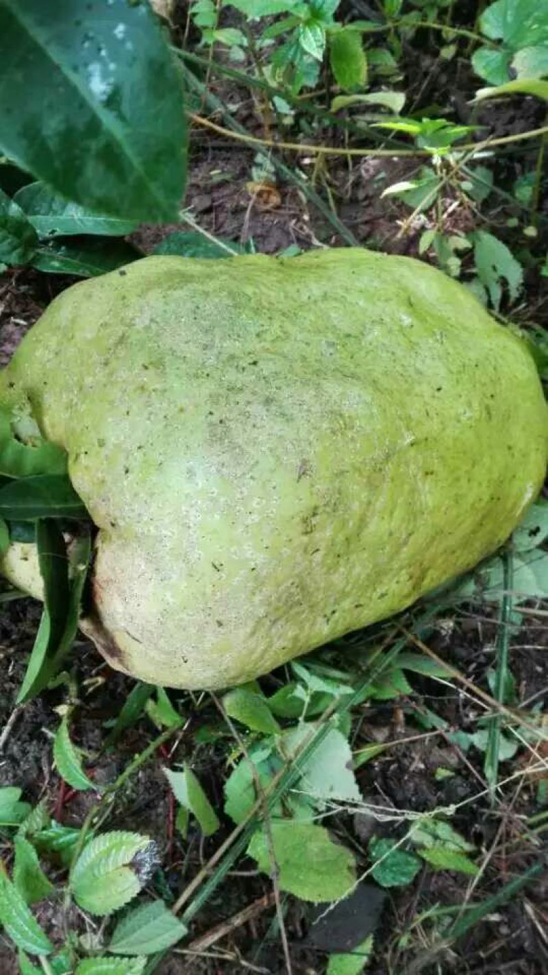 蜂蜡