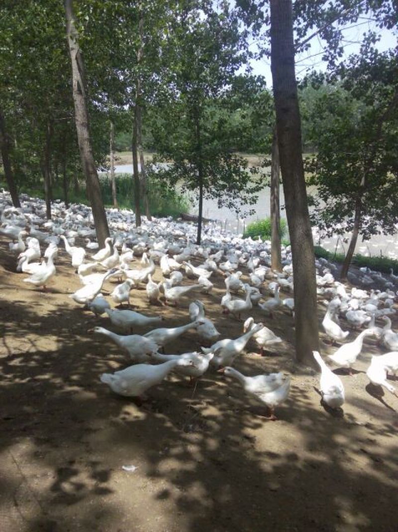 三花鹅苗250g以下