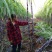 黑皮甘蔗北方各地均有种植园，联系介绍种植户就近拿货