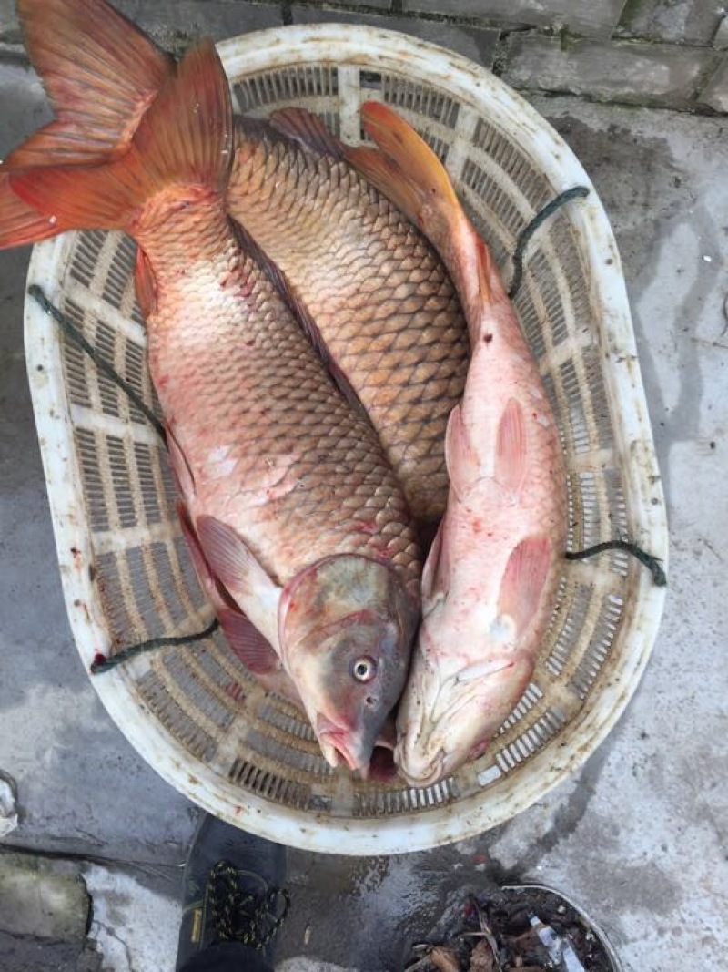 鲤鱼