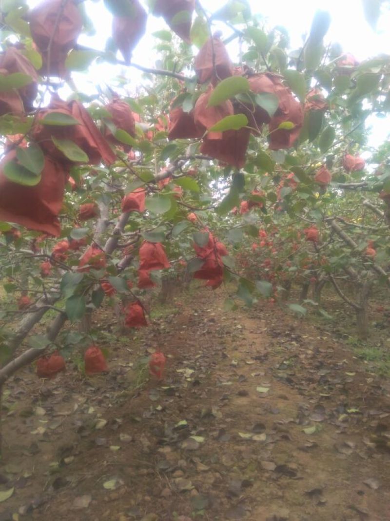 砀山梨150~200g纸袋