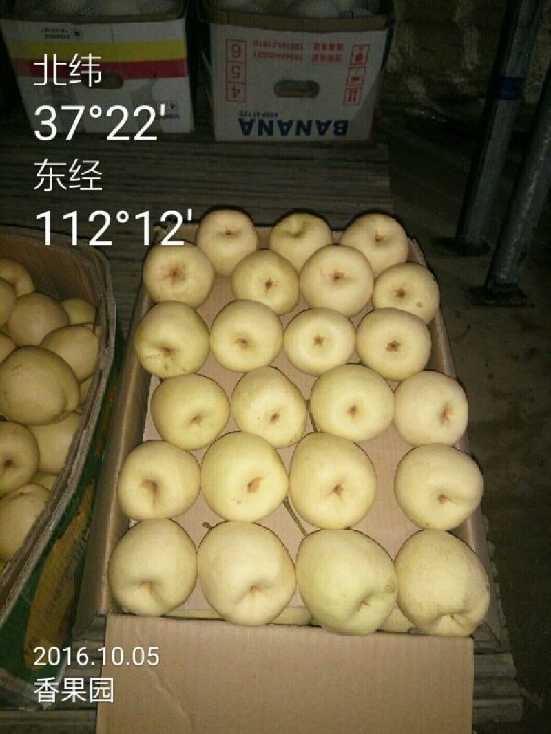酥梨100~150g纸袋