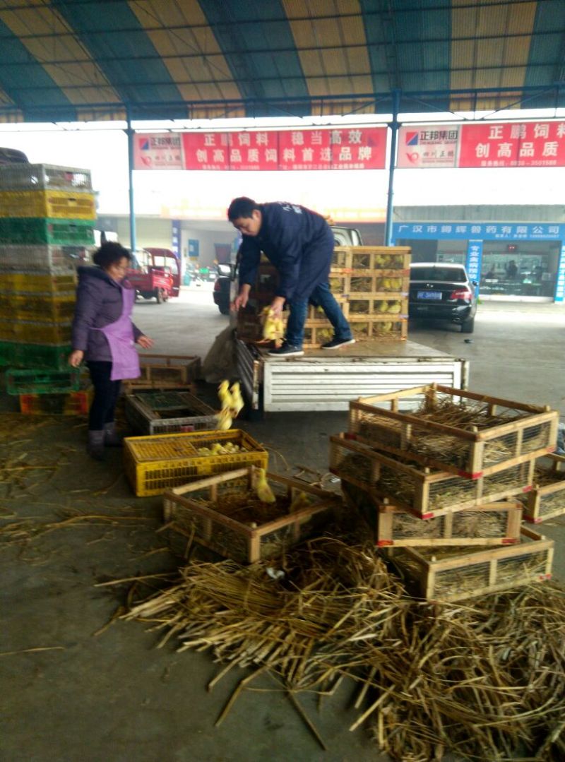四川白鹅苗250g以下
