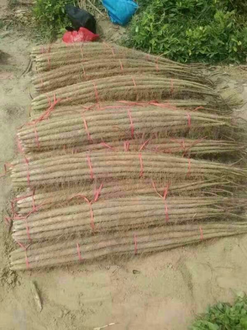 铁棍山药3~4厘米特级通货70~90厘米