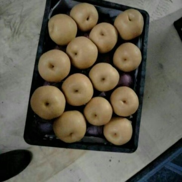 丰水梨300~350g纸袋