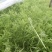 芦篙