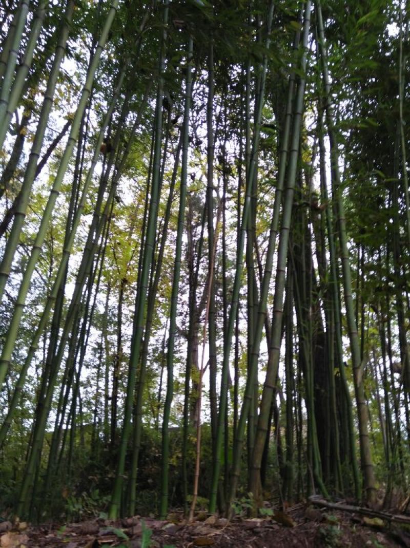 竹子9~10m