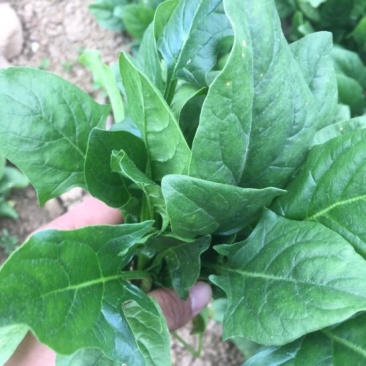 大叶菠菜