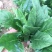 大叶菠菜