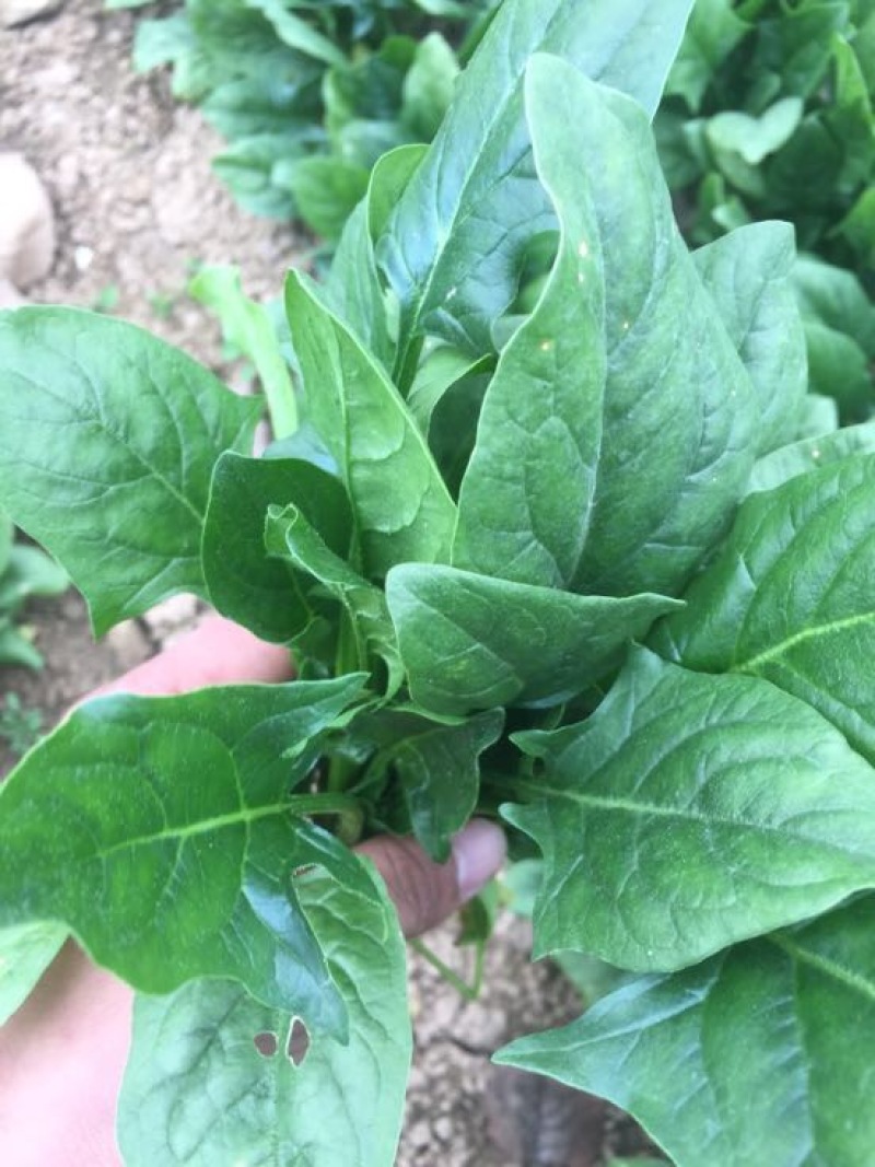 大叶菠菜