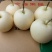 皇冠梨250~300g纸箱