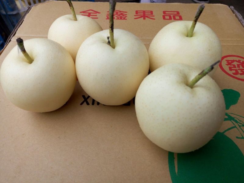 皇冠梨250~300g纸箱