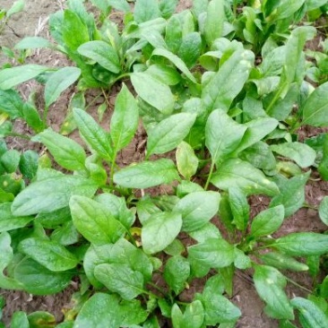 大叶菠菜10~15厘米