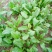 大叶菠菜10~15厘米