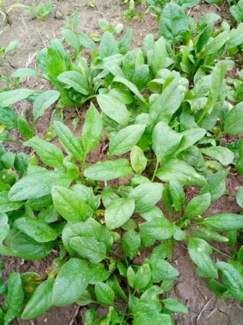 大叶菠菜10~15厘米