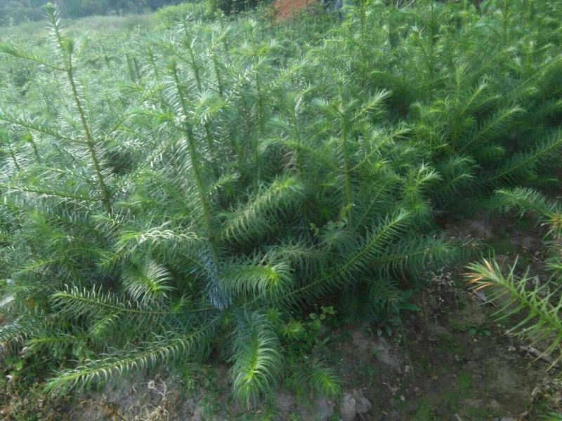 马尾松树苗30~50cm