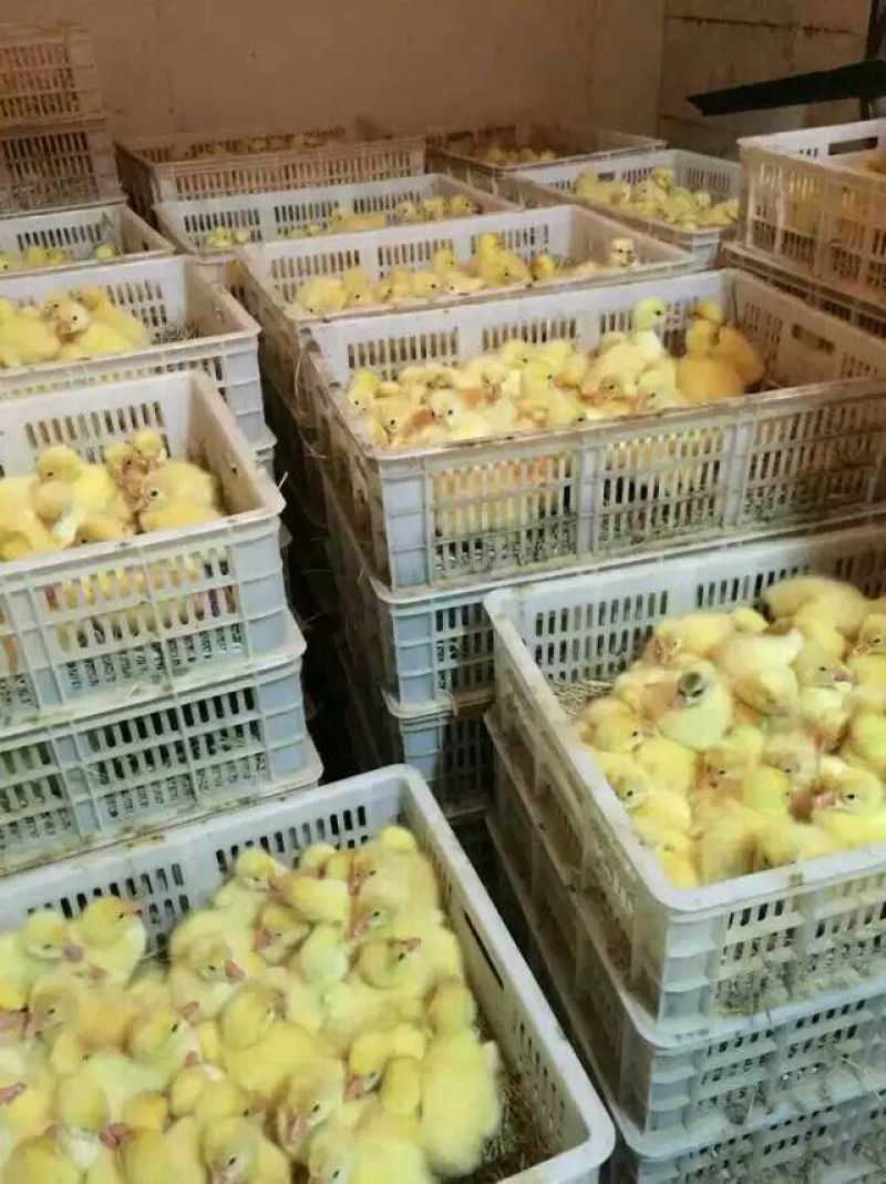 鹅苗250g以下