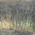 桑树苗50cm
