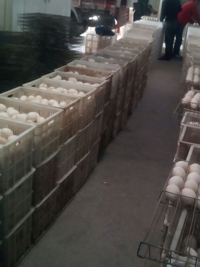 皖西白鹅苗250g以下