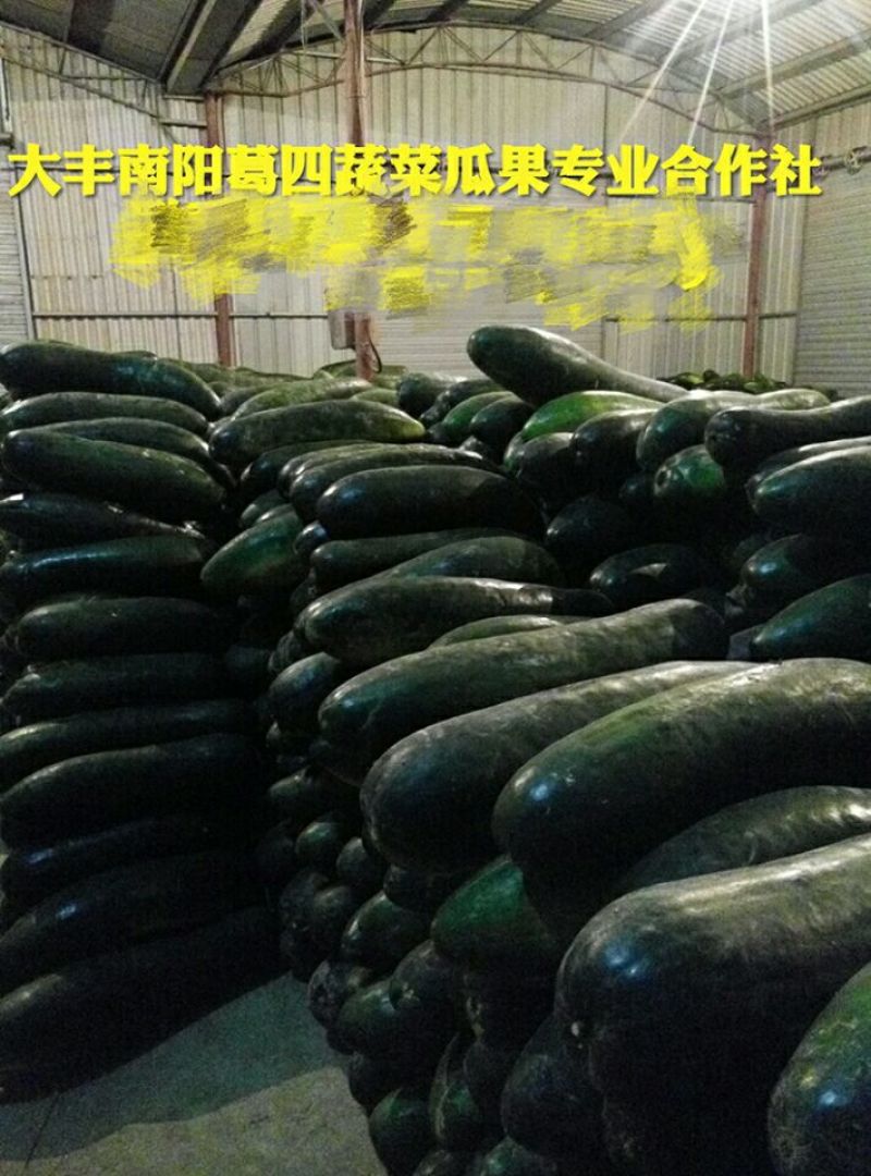 冬瓜20斤以上