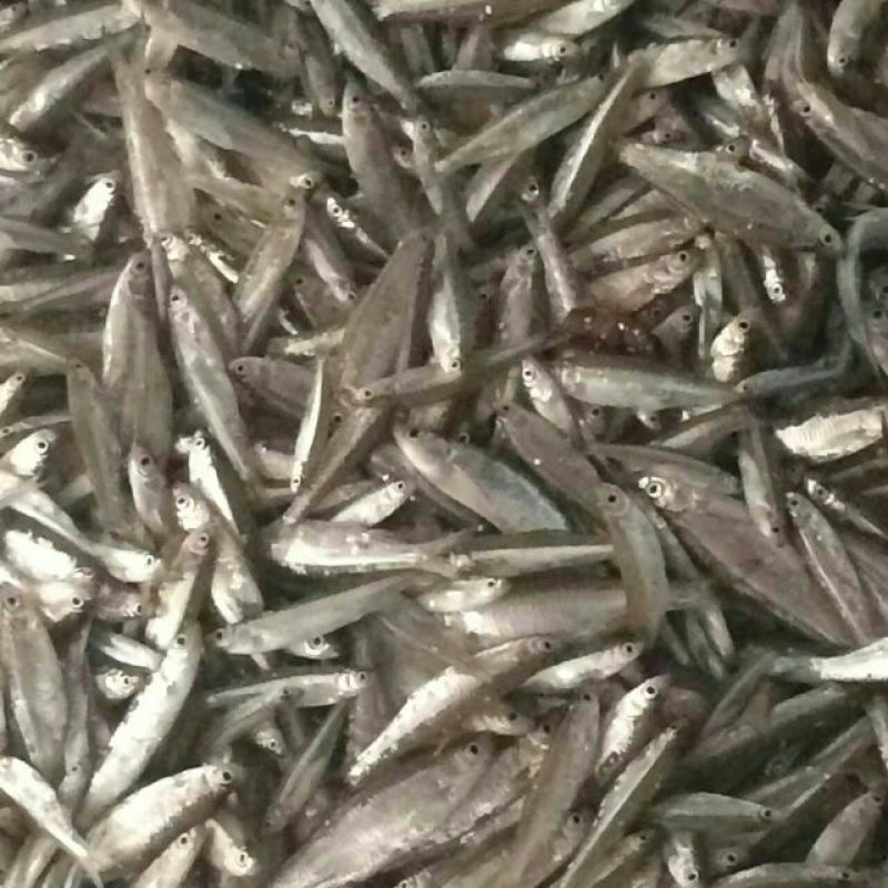 河汊小干鱼