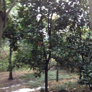广玉兰
