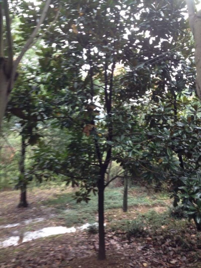 广玉兰