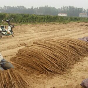 白玉山药河南民权县