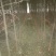 速生白榆4~6cm4~6cm2.5~3m
