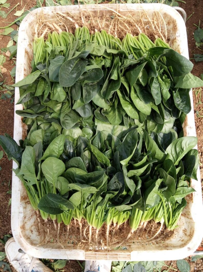 大叶菠菜25~30厘米