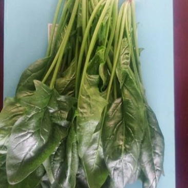 大叶菠菜30~35厘米