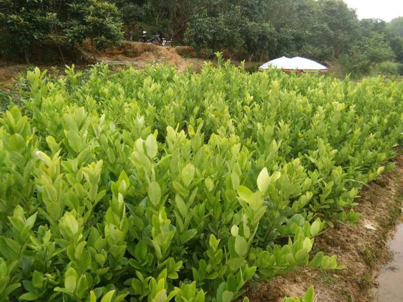 香水柠檬树苗无核青柠檬苗