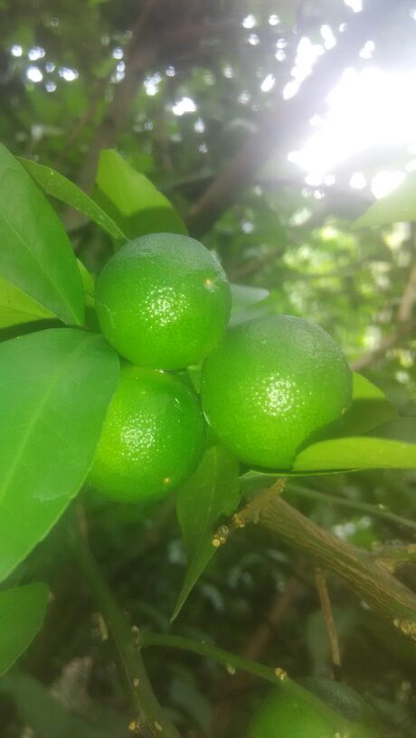 广西百色市西林县沙糖桔 一级批发_岑溪供应_