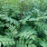 花椒苗大红袍花椒种植基地