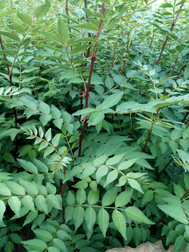 花椒苗大红袍花椒种植基地