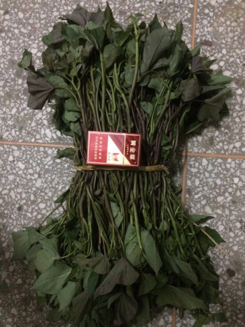商薯19红薯苗济薯25西瓜红开花红薯紫薯等