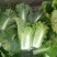 大白菜吉林白菜乾坤91-18白菜，黄包品质保证，