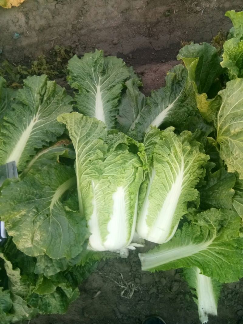 大白菜吉林白菜乾坤91-18白菜，黄包品质保证，