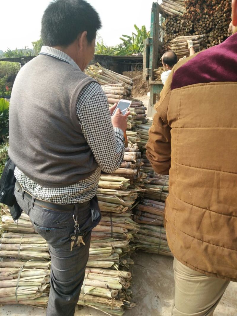广西甘蔗种子甘蔗种子批发黑皮甘蔗基地质量保证一手货源