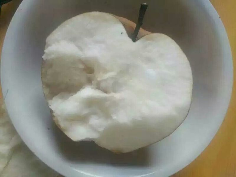晚秋黄梨600g以上膜袋