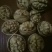 薄皮核桃30mm以上去皮