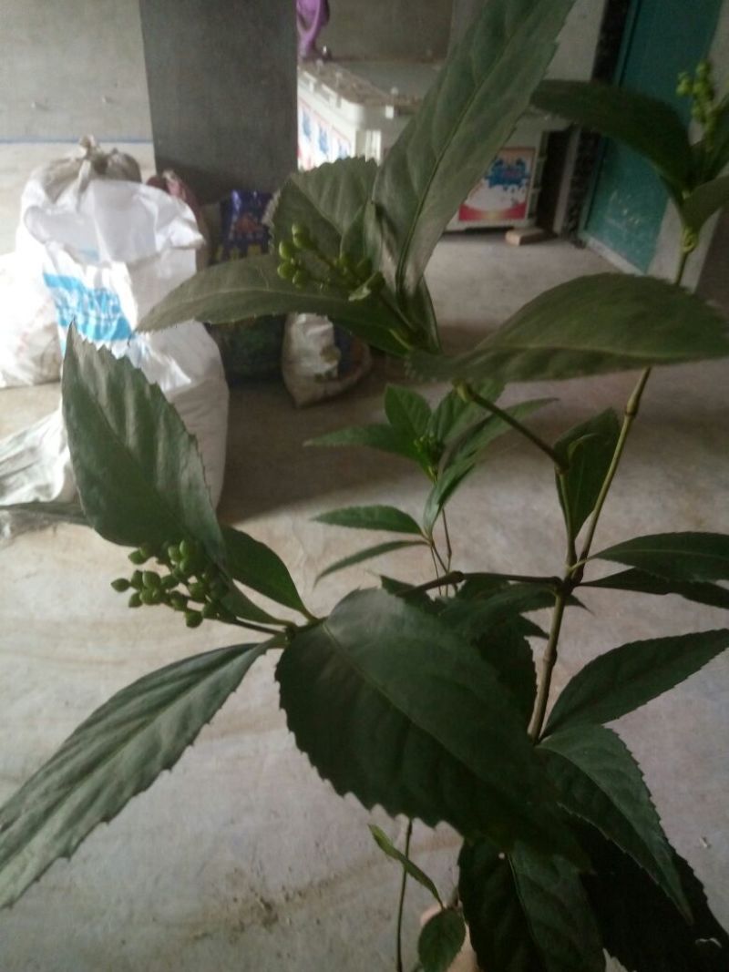 草珊瑚