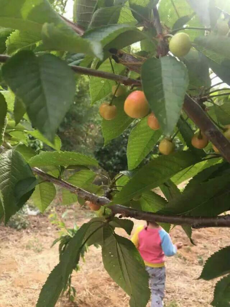 山东品质樱桃苗81~110cm规格齐全
