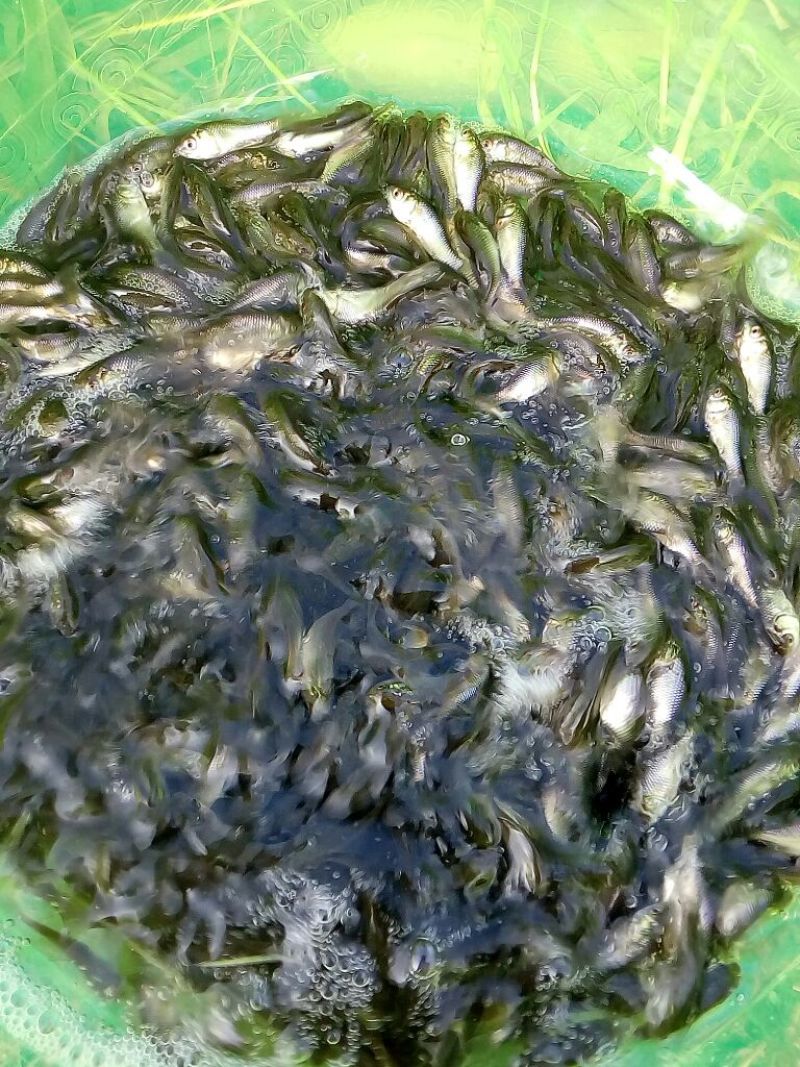 白鲫鱼苗