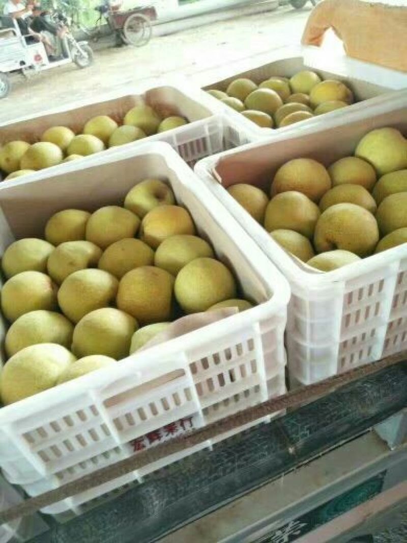 砀山梨200~250g光果