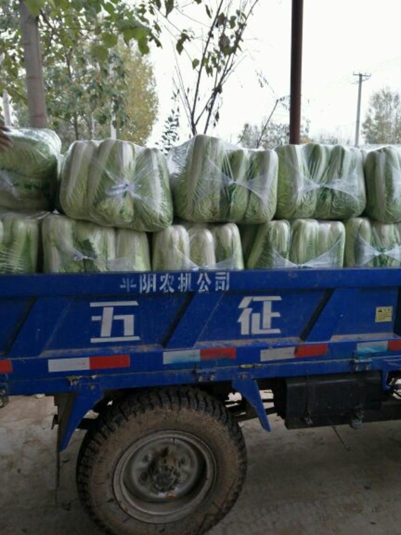 白菜北京新三号白菜山东白菜4-6斤净菜