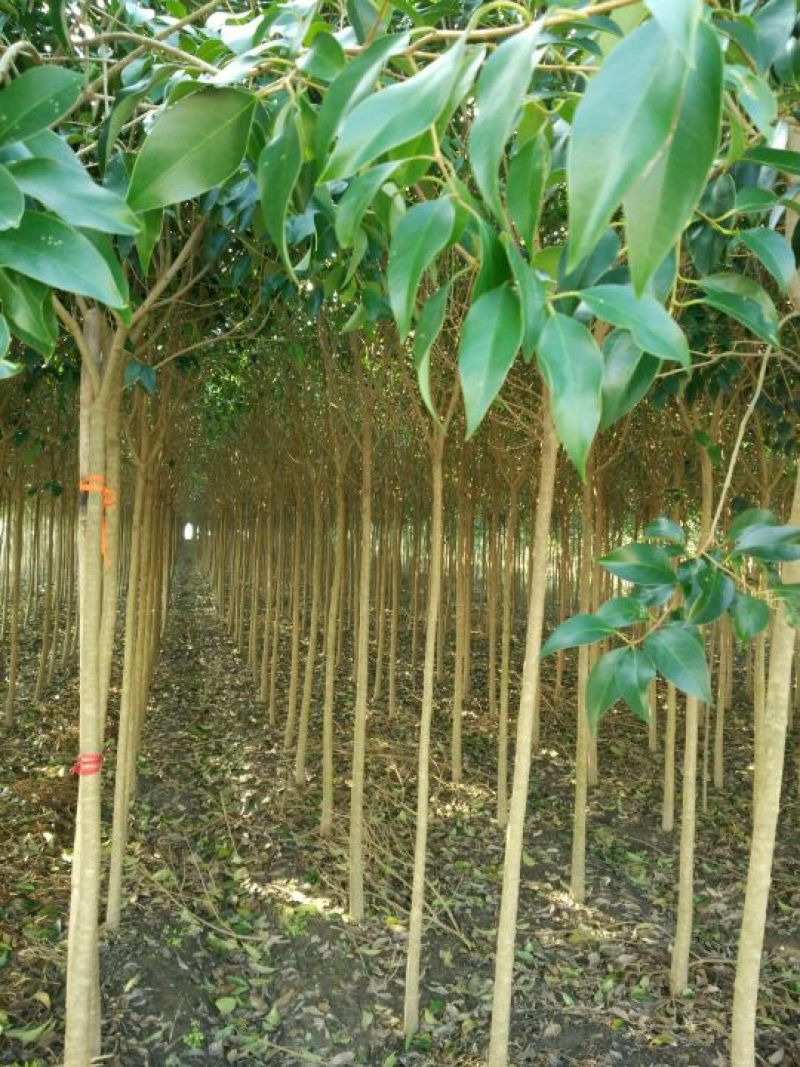 大叶女贞4cm以下