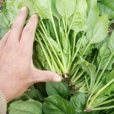 秋菠菜10~15厘米