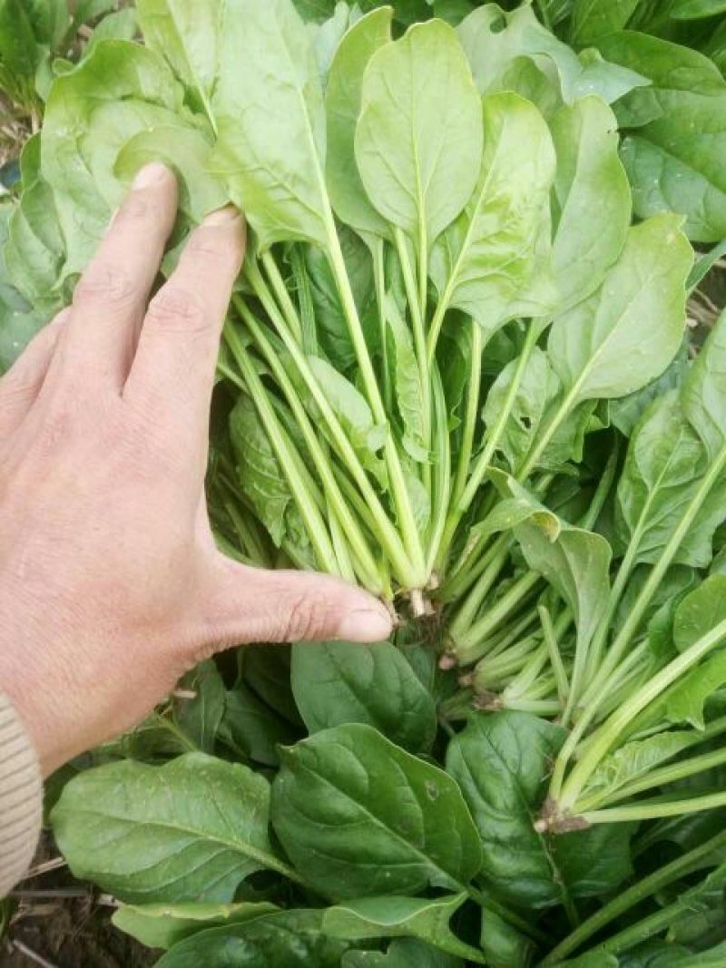秋菠菜10~15厘米