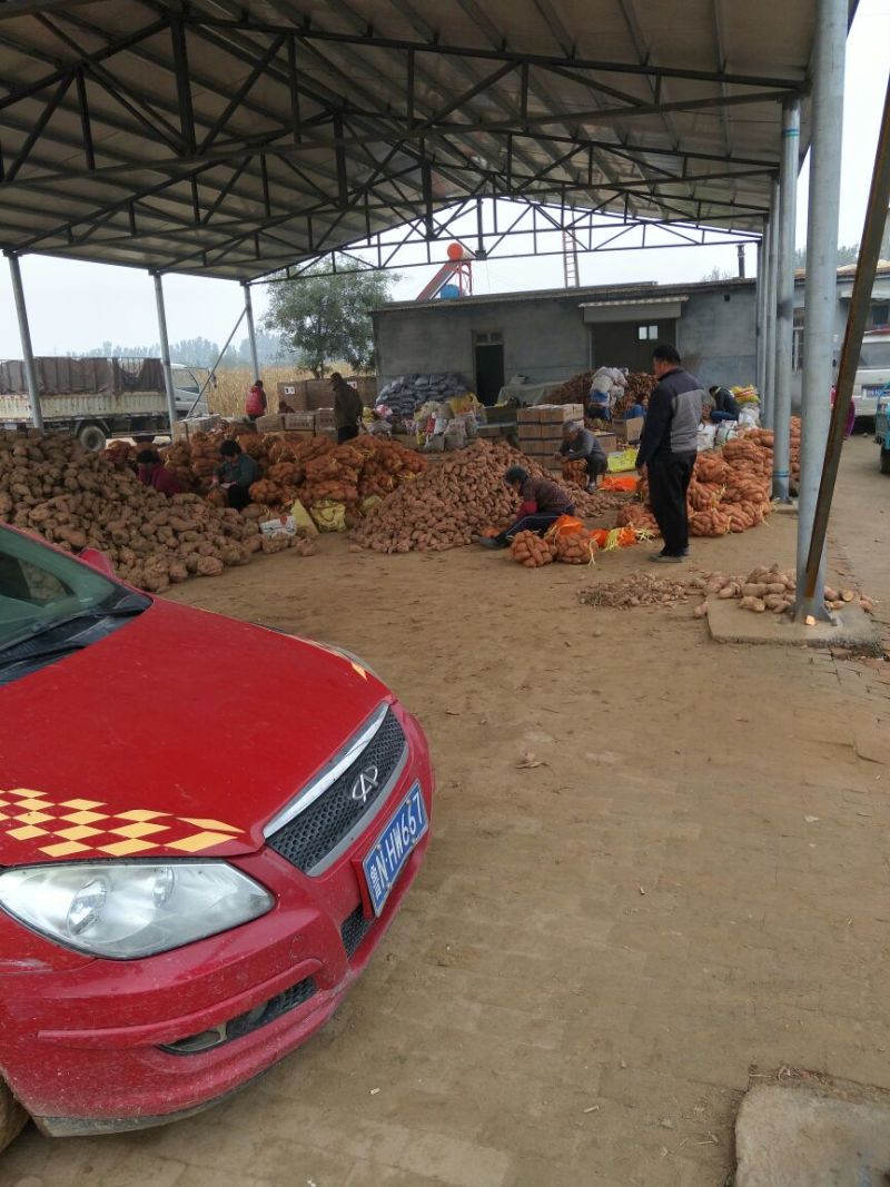龙薯九红薯，支持各种包装，整车，物流全国发货